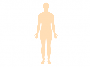 Protein production and purification in a human model