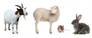 Protein production and purification in mammalian cells