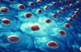 Protein production and purification in eukaryotic systems
