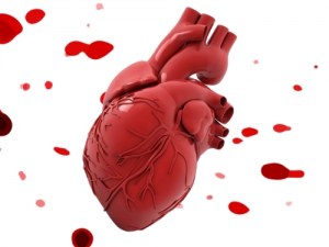 Menselijke monsters voor uw cardiovasculair onderzoek: cellen, weefsels en coupes