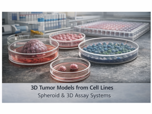 3D tumor spheroid model under treatment