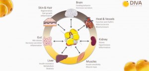 25 % de réduction sur des fibroblastes et préadipocytes humains